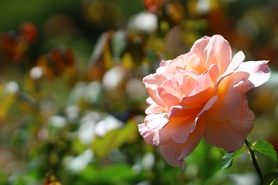 白天盛开的粉红色玫瑰